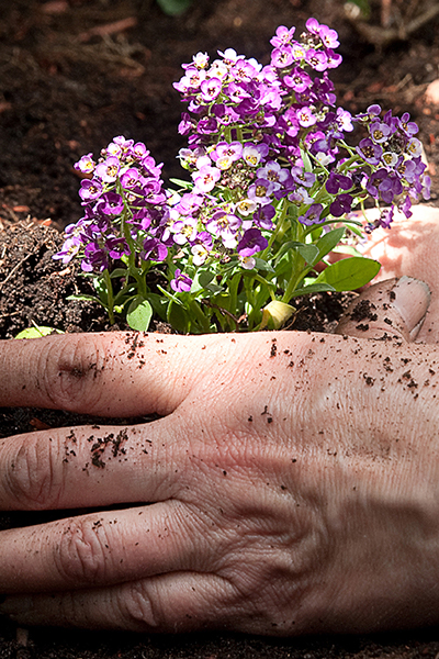 Landscape Installation